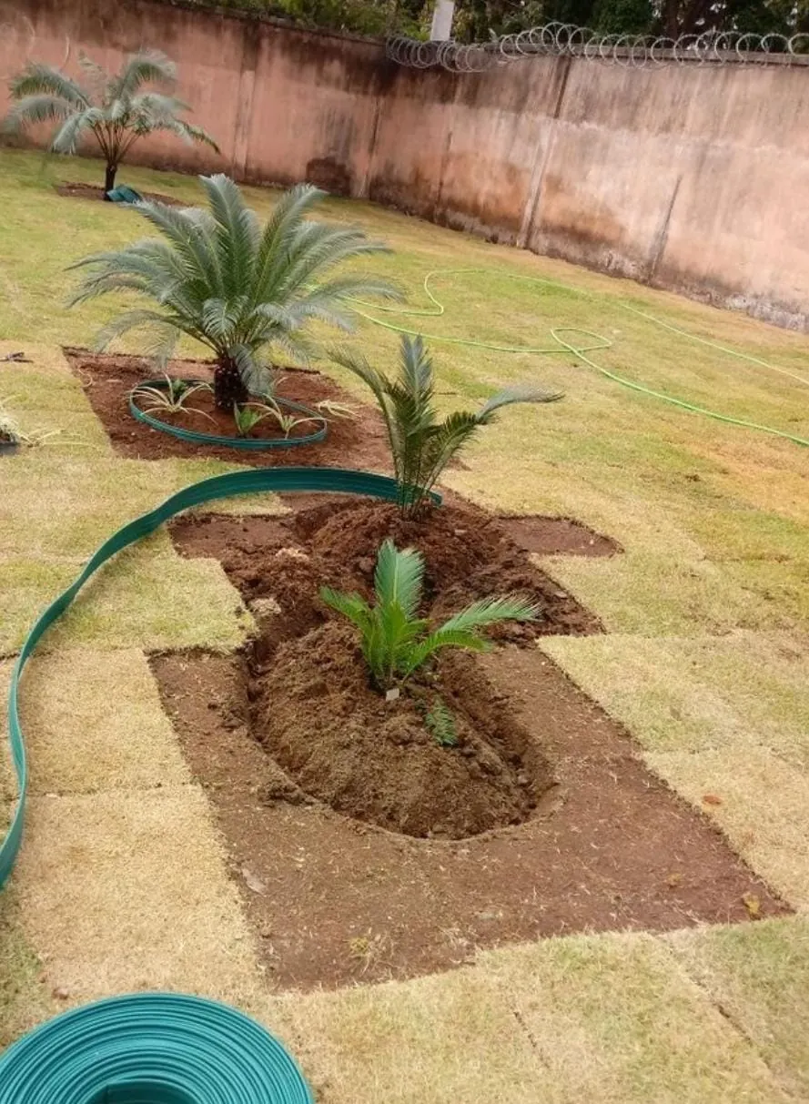 Palm and cycad planting