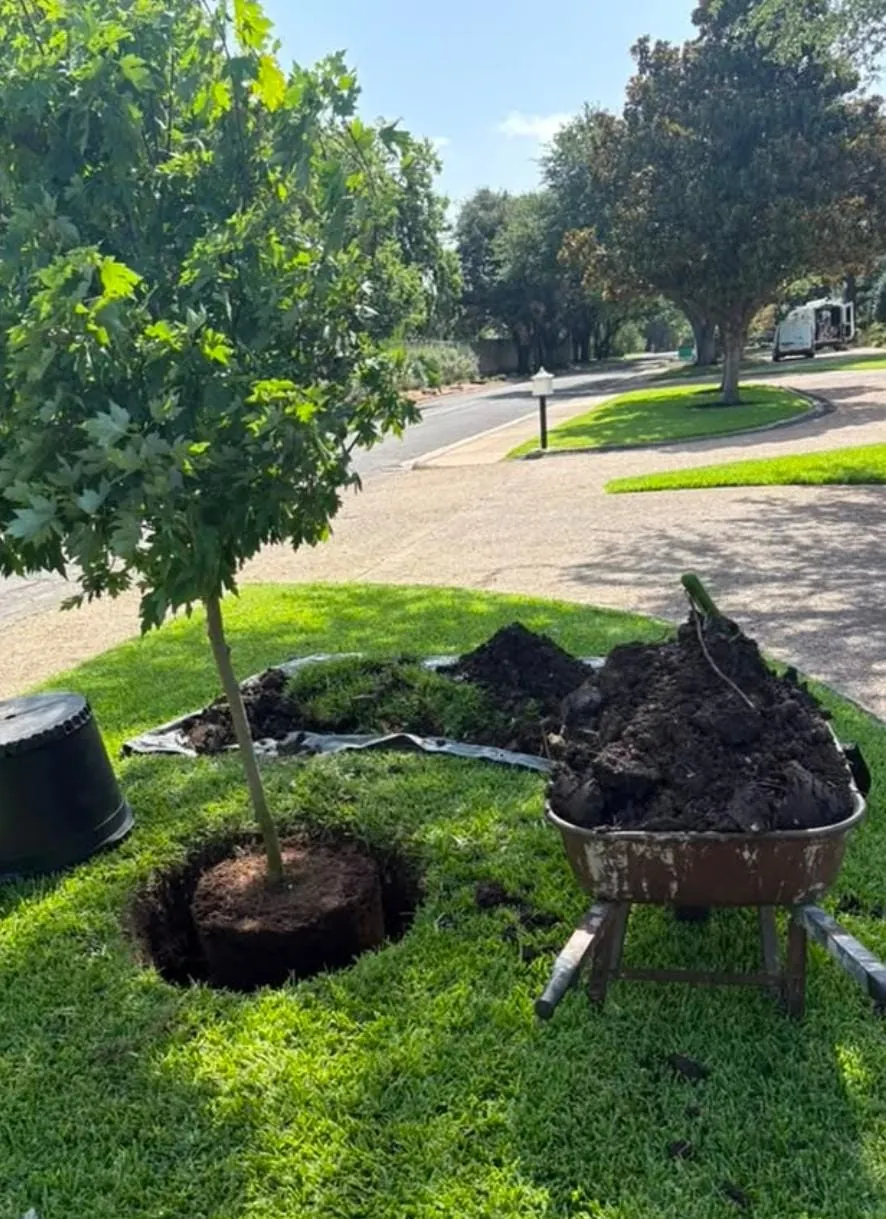 Tree transplanting and landscaping