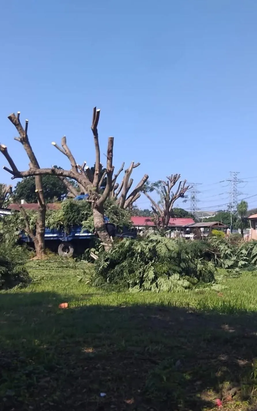 Large tree cutting