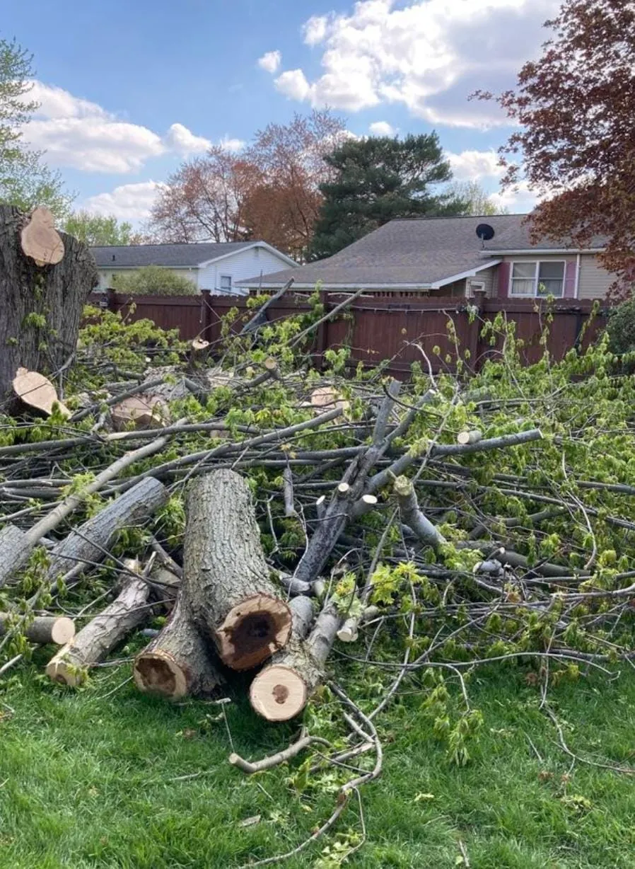 Felled tree branches
