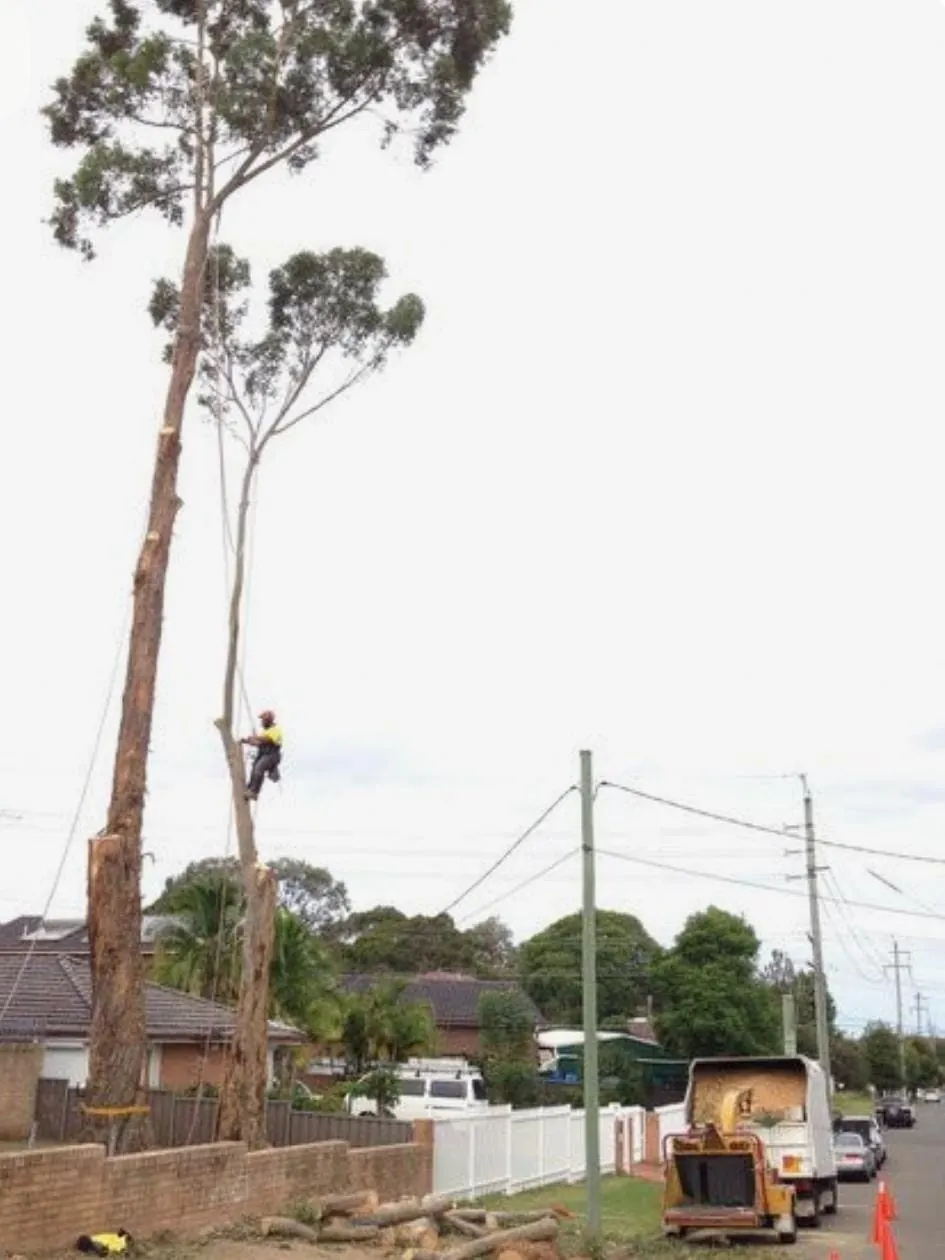 Professional tall tree felling