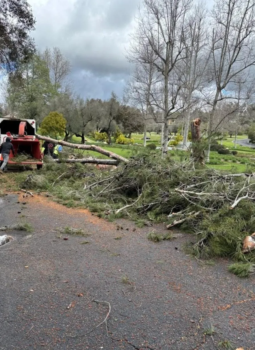 Tree branches being chipped