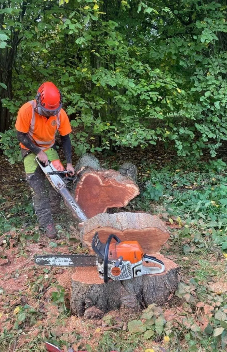 Chainsaw log cutting