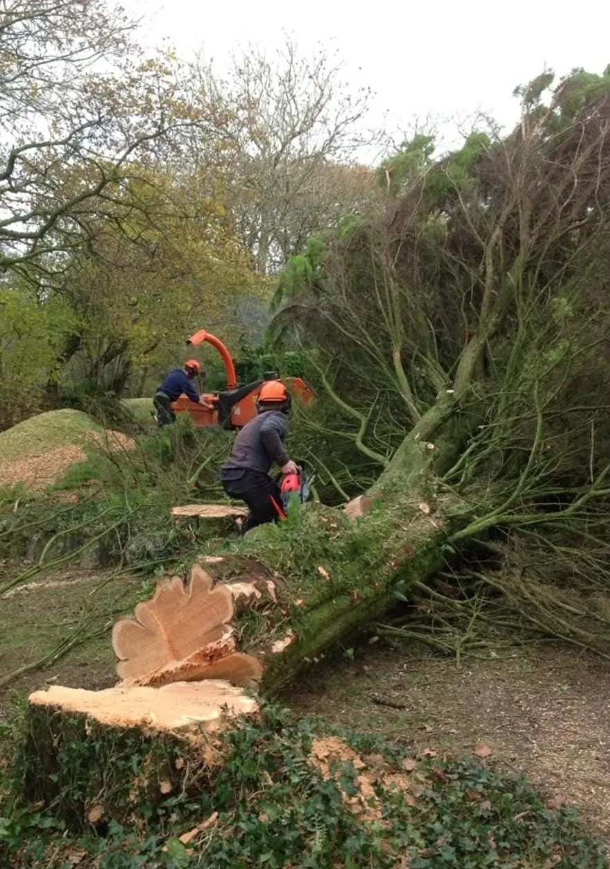Tree removal and wood chipping