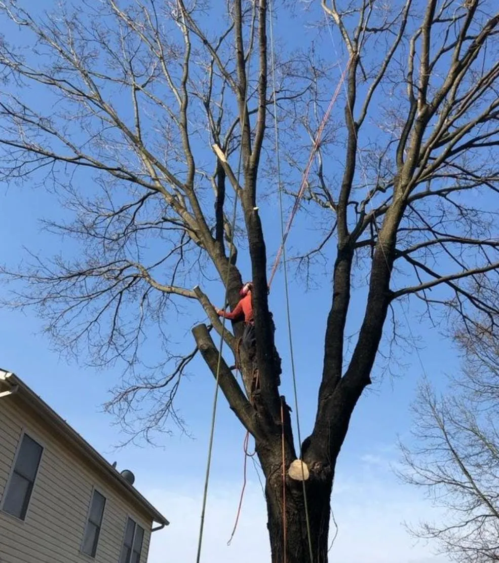 Tree pruning with climbing ropes