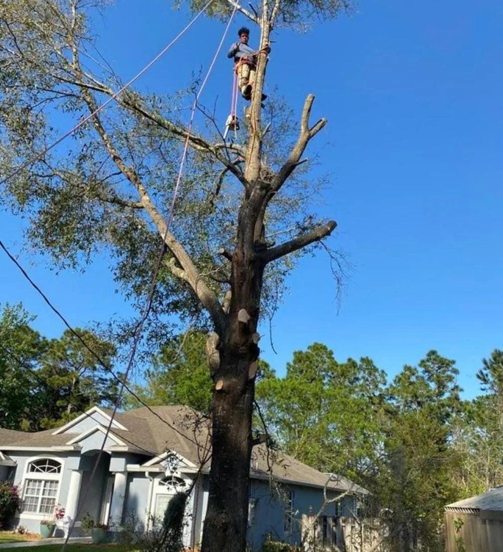 Professional tree climber