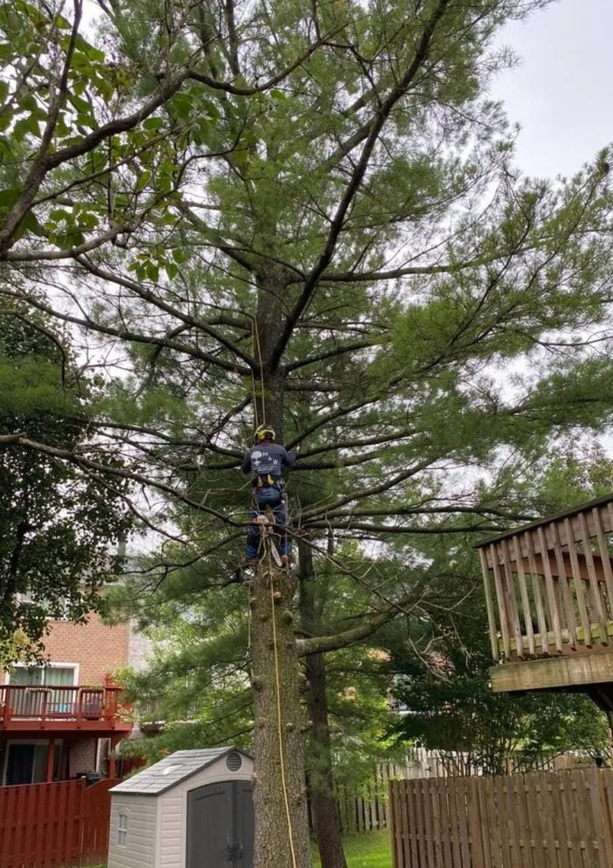Tree maintenance and pruning