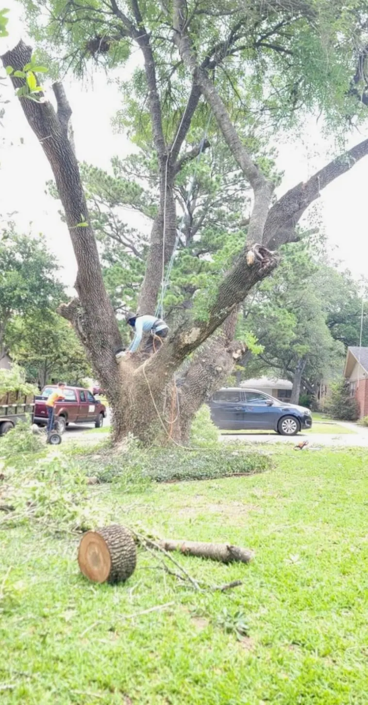 Large tree sectional removal