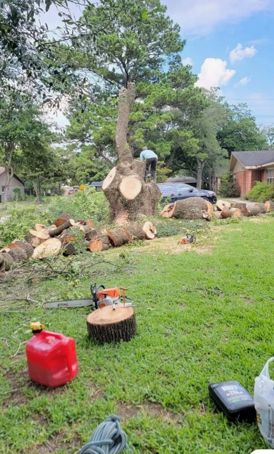 Tree cutting and log clearing