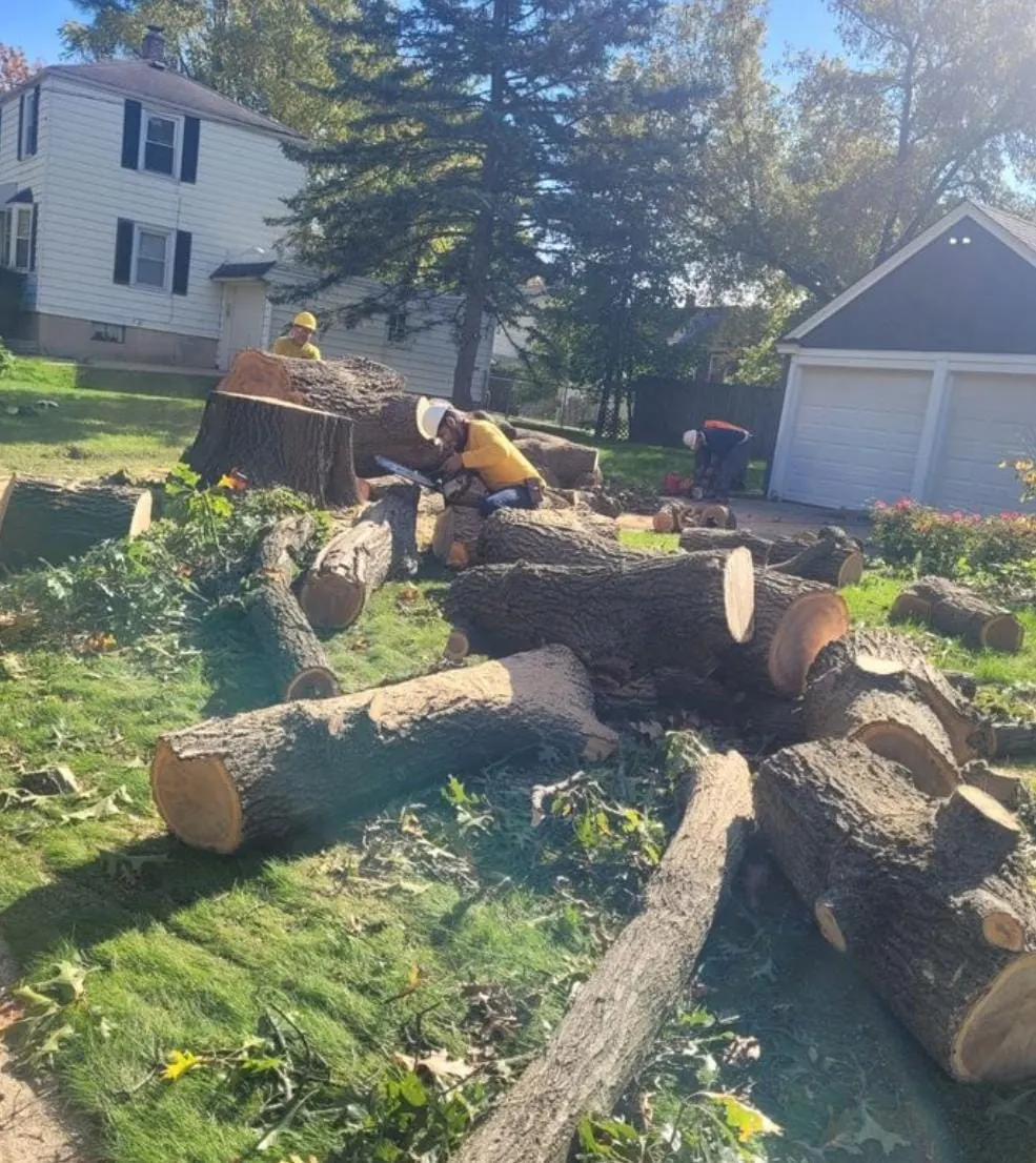 Tree stump and chainsaw